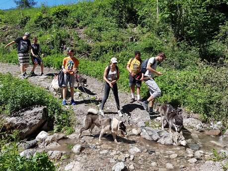 Dog-hiking