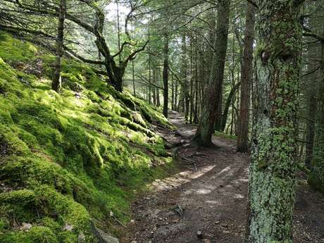 La forêt de la Côte verse et ses secrets !