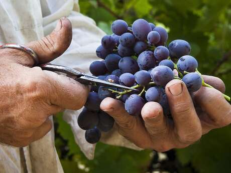 CUCURON - Sentier vigneron