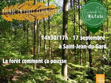 La Forêt comment ça pousse ?