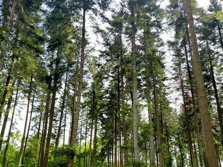 Sous le calme apparent de la forêt, la vie foisonne à la Comté !