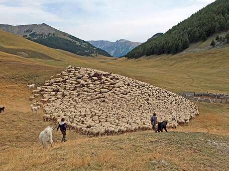 Repas et soirée sur le pastoralisme