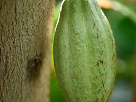 Flash-Animation "Der Kakao und seine Geheimnisse" im Val Rahmeh