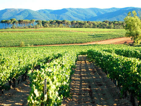 Excursion : Wine tour in Luberon - WT3