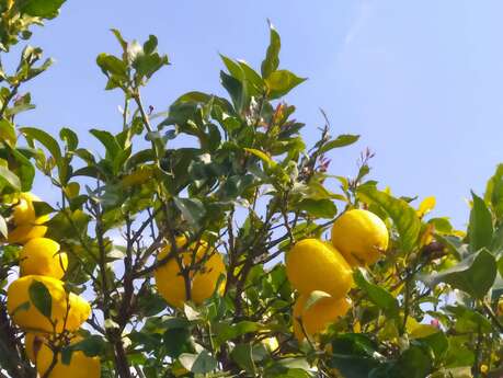 Producteur Citron de Menton IGP - Fabrice Génie