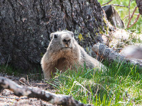 Animations autour de la marmotte