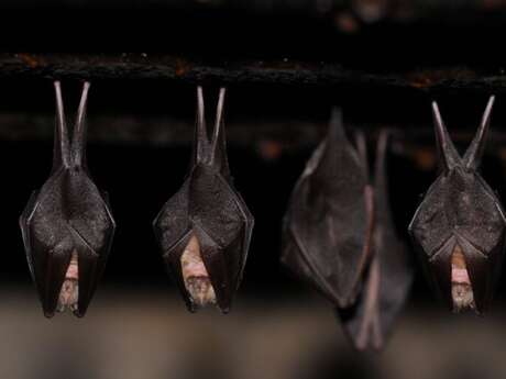 Au cœur de la nuit avec les chauve-souris