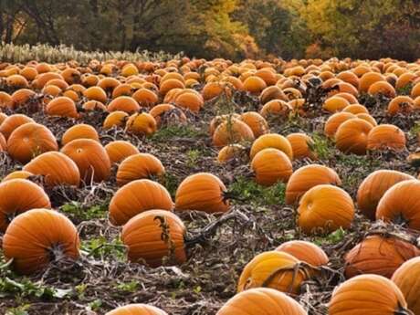Chasse aux citrouilles