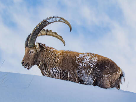 Projections from the Ecrins National Park