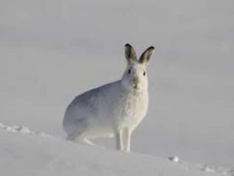 La faune en hiver