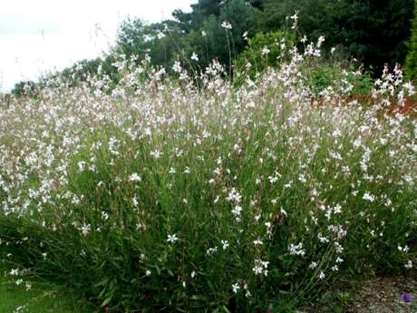 Campo de trabajo comunitario: desenterrar plantas «Gaura