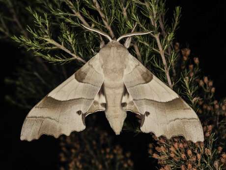 Inventaire photographique des papillons de nuit au Pic Martin
