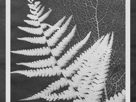 Frühlingsgefühle - Cyanotypie-Workshop