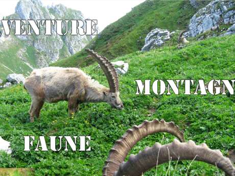 Rando faune