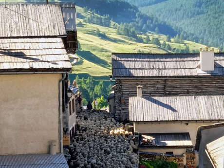 Transhumance à Saint Véran
