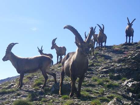 Cinéma en plein air - "2000 jours au paradis "