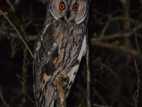 Nuit de la chouette : A la recherche des chouettes de Souclin