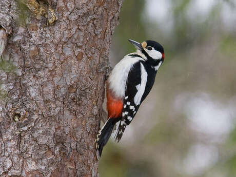 Sortie observation des oiseaux -  LPO