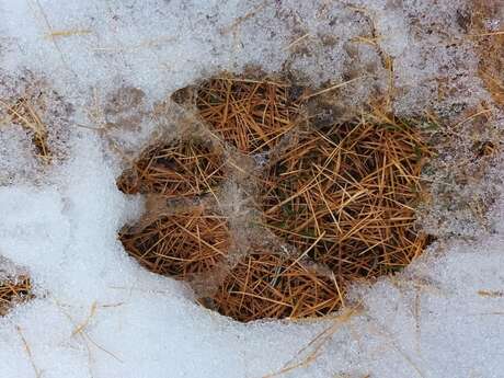 RDV avec un garde-moniteur : traces et indices de la faune en hiver