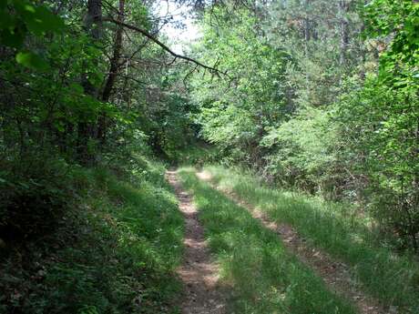 Boucle de Grand Bois (N°1)