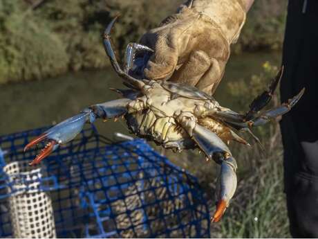 Sortie naturaliste : le crabe bleu, espèce exotique envahissante - Journée mondiale de l'environnement de l'ONU