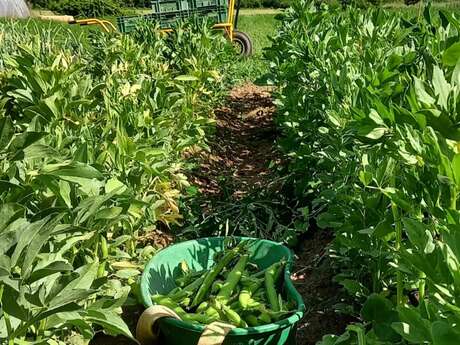 GAEC Des métisses au jardin