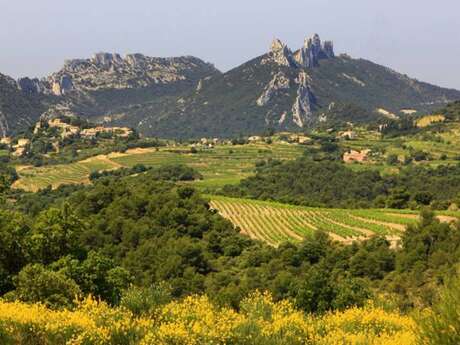 Cartonivo: Trail Le Mont St Amand