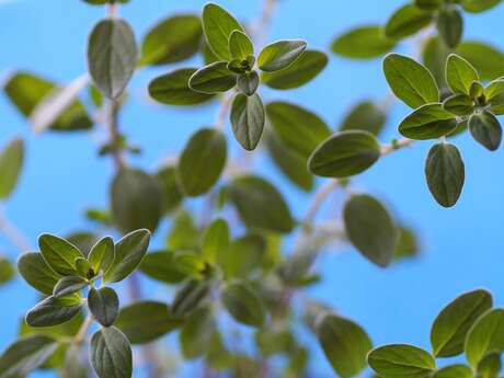 Balade - Les plantes aromatiques