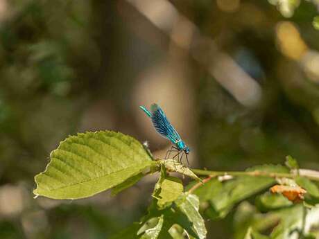 Gravière aux oiseaux - « Petites bêtes et compagnie »