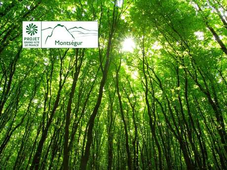 Des forêts et des agroforêts, quelles interactions avec les hommes ?