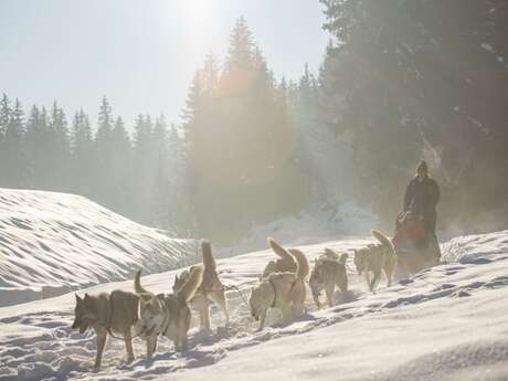 Schlittenhundefahrt in Passy Plaine-Joux