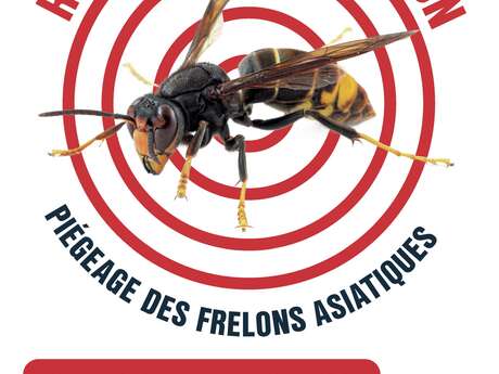 Réunion d'information sur le piégeage des frelons asiatiques
