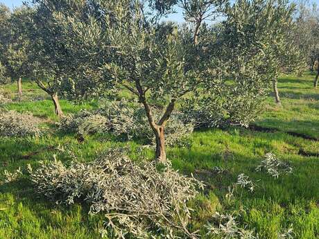 Moulin à huile Li Dous Tihou