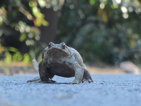 Activité enfants « Sur les traces des animaux en hiver »