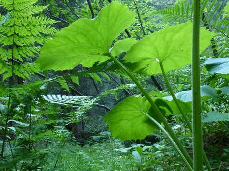 Conférence : Pour des forêts vivantes