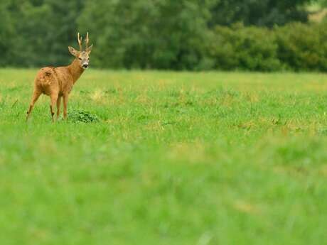 PR304 Le Creux du Loup