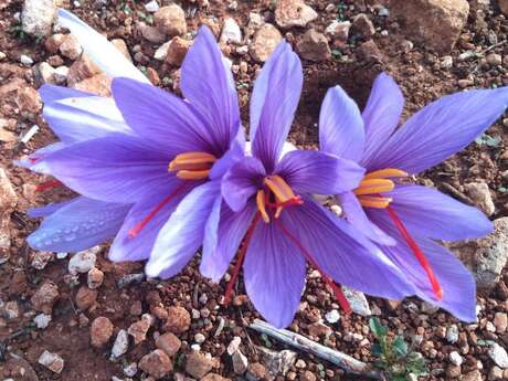 Le Safran du Cabanon