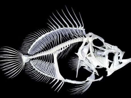 Découverte du métier d’Ostéologue