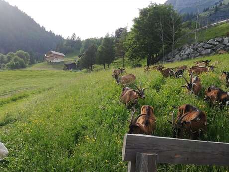 La Chèvrerie des Aravis