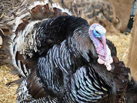 Saint-Dindon des Cercle du Littoral