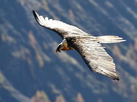 Rdv avec un garde-moniteur : le gypaète barbu du Valgaudemar