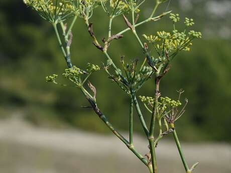 Ethnobotanique de Basse Provence