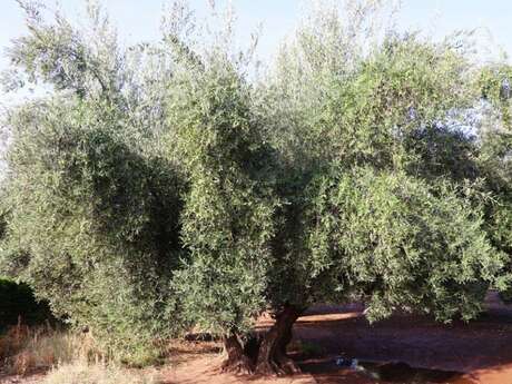 Conférence : l'Olivier, arbre éternel *