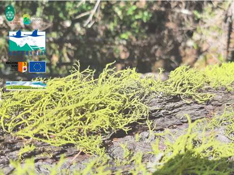 Sortie Lichens et oiseaux