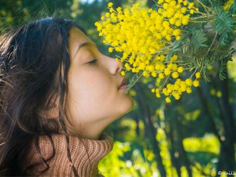 Fête du Mimosa à Sainte-Maxime