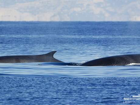 Croisière : Baleines et dauphins | La Croix du Sud V