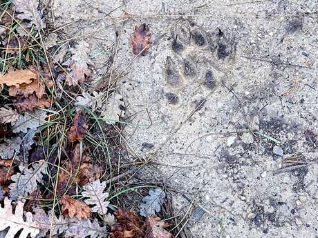 1/2 journée - Randonnée "Loup qui es-tu ?" - Auriol