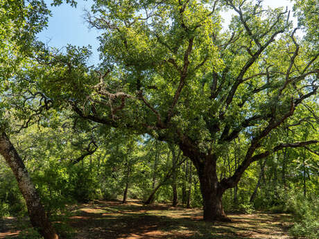 Circuit VTT : Cross-Country du Défens