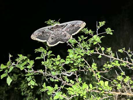 A la découverte des papillons de nuit