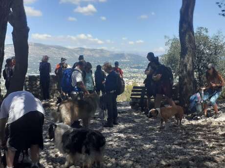 Randonnée avec son chien - Journée